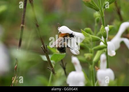 Gemeinsamen Carder Bee, Bombus pascuorum Stockfoto