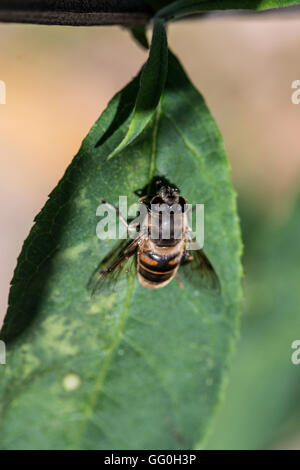 Eine gemeinsame Drohne fliegen (Eristalis Tenax) auf dem Blatt einer Davidii Sommerflieder Stockfoto