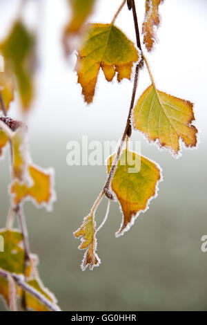 Raureif auf ein Birkenblatt November morgen (vertikal) Stockfoto