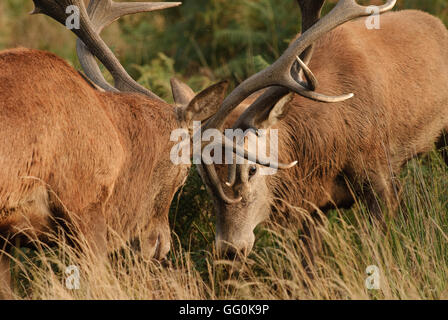 Während der Brunftzeit Saison Rot Hirsch Hirsch Kampf mit ihr Geweih Stockfoto