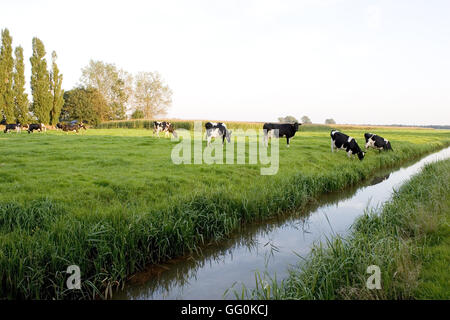 Kühe auf der Wiese Land Weiden Rasen in Landschaft