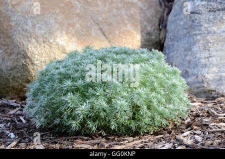 Silber Mound Artemisia eine mehrjährige Pflanze für die Landschaftsgestaltung Stockfoto