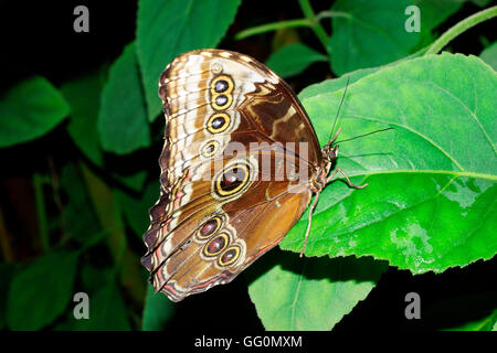 BLUE MORPHO (MORPHO PELIEIDES) Stockfoto