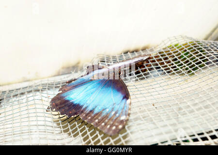 BLUE MORPHO (MORPHO PELIEIDES) RUHEN Stockfoto