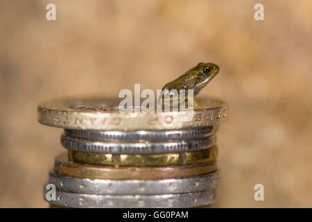 Gemeinsamen Frosch (Rana Temporaria) Froglet auf Stapel von Münzen. Winziges Baby Frosch mit Münzen, klein, ca. 8 mm Länge zu zeigen Stockfoto