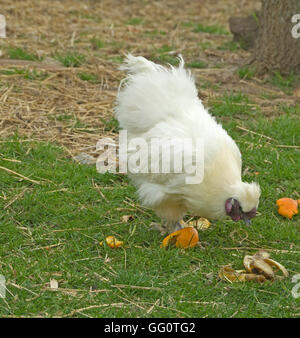 Silkie Hühner, Gallus Gallus domesticus Stockfoto