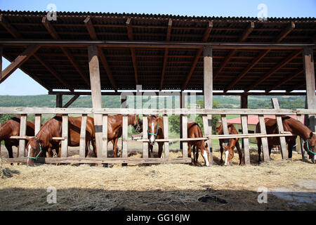 Junge Vollblüter auf der Koppel, trockenes Heu im Sommer essen Stockfoto