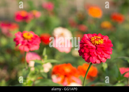 Roten Zinnien in voller Blüte Stockfoto