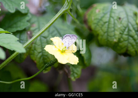 Pseudozizeeria Maha auf der gelben Blume Stockfoto