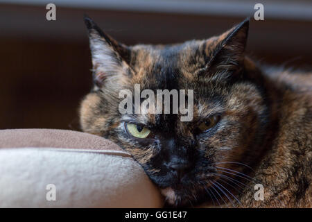 Schildpatt Katze ruht ihr Gesicht auf einem braunen Kissen in die Kamera schaut Stockfoto