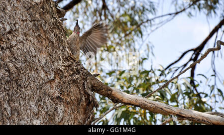 Rotes Wattlebird, Fang eines Insekts mit einzigartigen roten Flechtwerk im Feuchtgebiet Baum mit blauem Himmel in Münster, Western Australia. Stockfoto