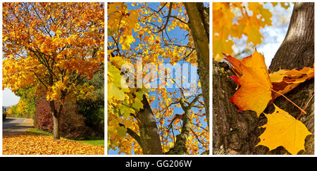 Ahorn im Herbst - Foto-collage Stockfoto