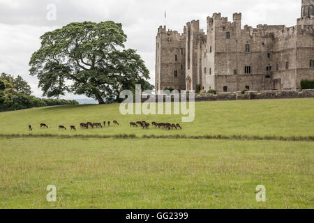 Herrliche Sicht auf die Rentiere grasen auf dem Gelände des Raby Castle, Staindrop, Co. Durham, mit der Burg im Hintergrund Stockfoto