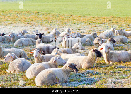 Schafe auf einer Wiese im Spätherbst Stockfoto