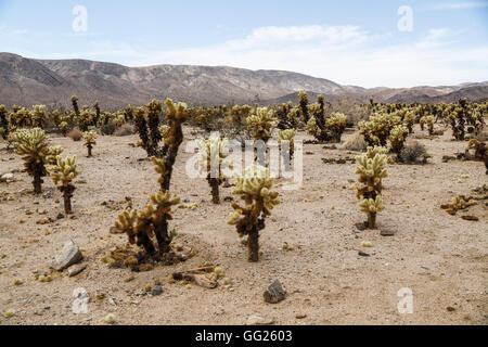 Cholla Cactus Garden in Joshua Tree Nationalpark, Kalifornien, USA Stockfoto