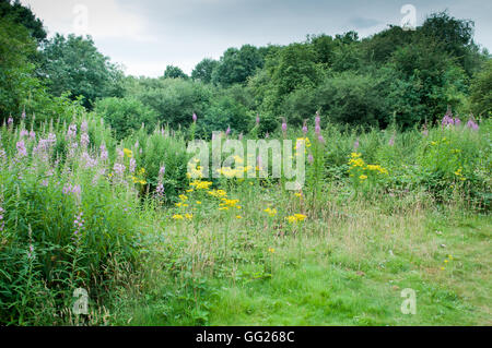 Sommer Wiese mit wilden Blumen und Rasen in einer Waldlichtung Stockfoto