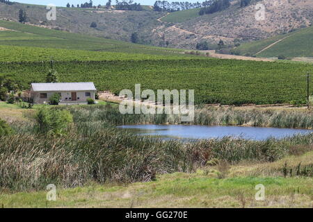 Weingut in den Hügeln mit einem See, umgeben von Schilf Mulderbosch Weine in Stellenbosch in Südafrika Stockfoto