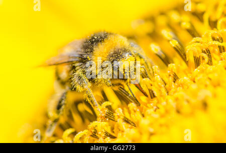 Bienen im Garten, in Voorschoten Holland Stockfoto