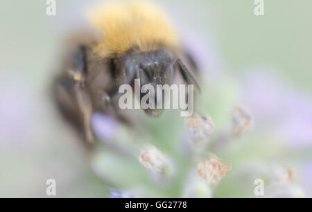 Bienen im Garten auf der Lavendelpflanze Stockfoto