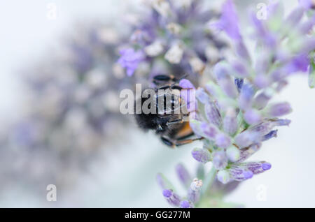 Bienen im Garten auf lavendel Pflanze Stockfoto