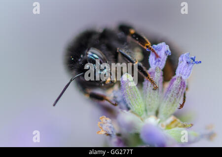 Bienen im Garten auf der Lavendelpflanze Stockfoto