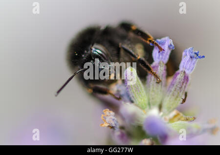 Bienen im Garten auf lavendel Pflanze Stockfoto