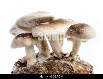 Rohe Shiitake-Pilze isoliert auf weißem Hintergrund. Stockfoto