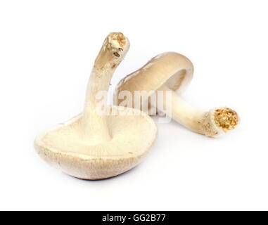 Rohe Shiitake-Pilze isoliert auf weißem Hintergrund. Stockfoto