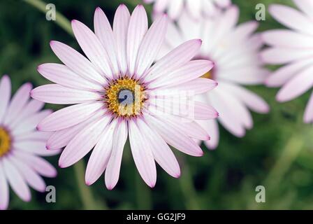 Osteospermum "Lady Leitrim". Stockfoto