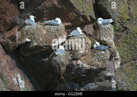 Kolonie von nistenden Seevögeln Dreizehenmöwen auf den Klippen in der Nähe von Fraserburgh Aberdeenshire. SCO 11.112. Stockfoto