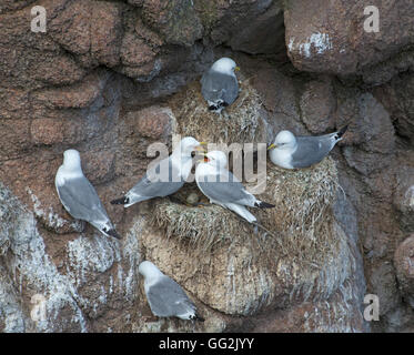 Kolonie von nistenden Seevögeln Dreizehenmöwen auf den Klippen in der Nähe von Peterhead, Aberdeenshire. SCO 11.117. Stockfoto