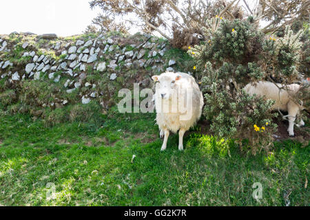 Schafbeweidung auf Exmoor Devon England Stockfoto