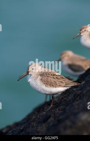 Dunlin; Calidris Alpina Herde Cornwall; UK Stockfoto