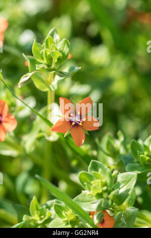 Scarlet Pimpernel Anagallis arvensis Stockfoto