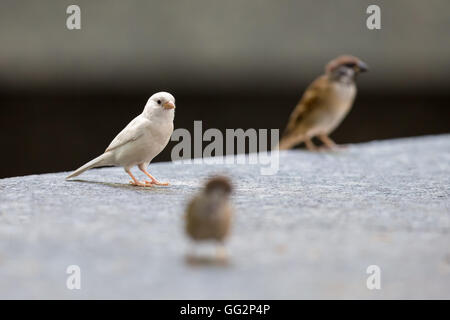 Albino eurasischen Tree Sparrow Stockfoto