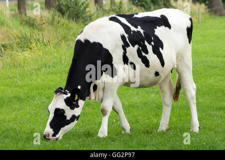 Schwarz / weiß Holstein Frisian Kuh Stockfoto