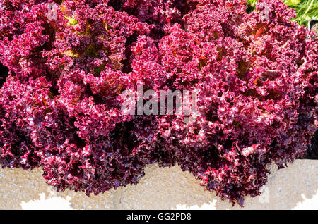 Attraktive rote Blatt Kopfsalat Lollo Rosso wächst in einem erhöhten Blumenkasten Garten nach einem Regen Stockfoto