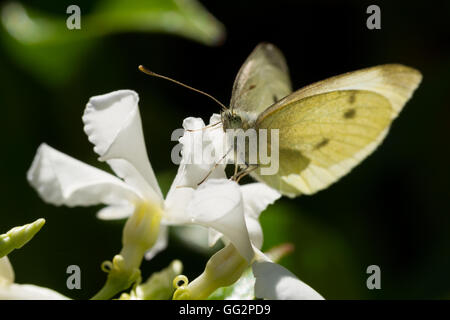 Kleiner weißer Schmetterling (Pieris Rapae) Aufwärmen in der Morgensonne auf einen Stern Jasmin Blume Stockfoto