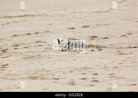 Walvis Bay Namibia schwarz unterstützten Jackal (Canis Mesomelas), Pelican Point Stockfoto