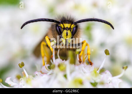 Die große Dolichovespula Saxonica Wespe auf Bärenklau Blüte in den Hecken, Yorkshire, Großbritannien Stockfoto