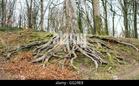 Großer Baum mit umfangreichen Wurzeln über dem Boden Stockfoto