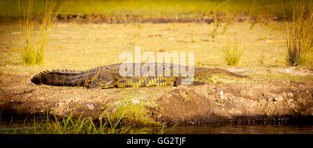 Großer Alligator sonnen sich am Ufer Flusses im Chobe Nationalpark, Botswana, Afrika Stockfoto