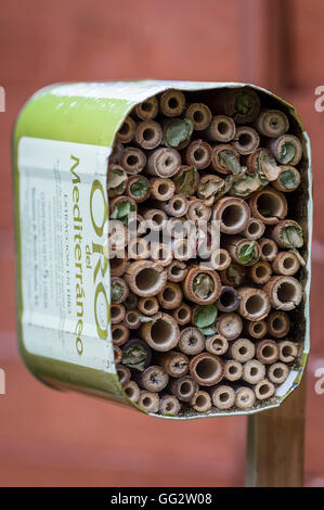 Ein Zuhause für Solitäre Bienen aus Bambusrohren und recycelten Olivenöl hergestellt kann. Stockfoto
