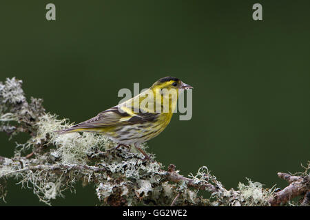 Eine männliche Erlenzeisig (Zuchtjahr Spinus) thront auf Flechten bedeckt ast gegen sauberer Hintergrund, Ardnamurchan Halbinsel, Schottland, UK Stockfoto