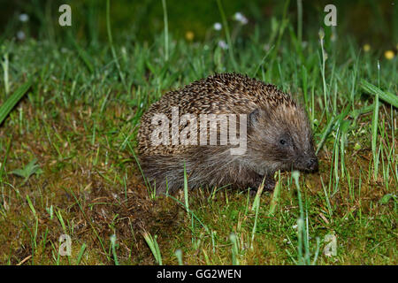 Ein wilde Igel schnuppert in den Rasen für Lebensmittel, Ardnamurchan Halbinsel, Schottland, Großbritannien Stockfoto