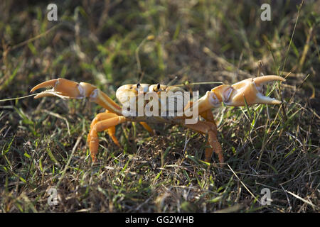 Landkrabben Stockfoto