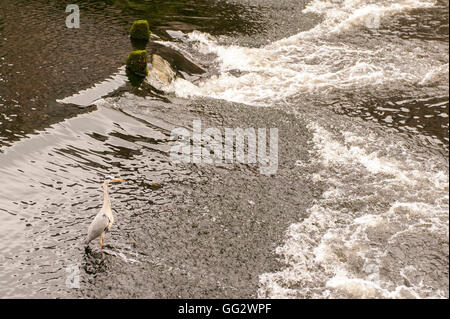 Graureiher (Ardea cinerea) steht am Ufer auf einem steinigen Strand in Irland mit kopieren. Stockfoto