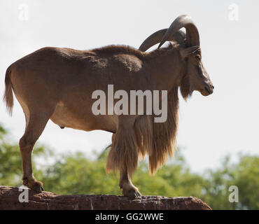 Toronto Zoo Mähnenspringer Stockfoto