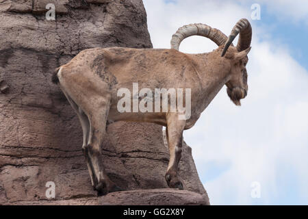 Toronto High Park-Zoo-Tier Stockfoto