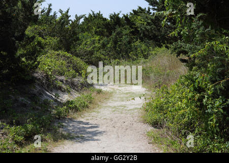 Sandy Weg Trog Dünen, Bäume und vegetation Stockfoto